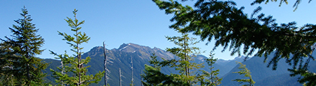 Cascade Mountain Range and fir trees near Tulalip Market just off I-5 on 116th Street NE, Exit 202